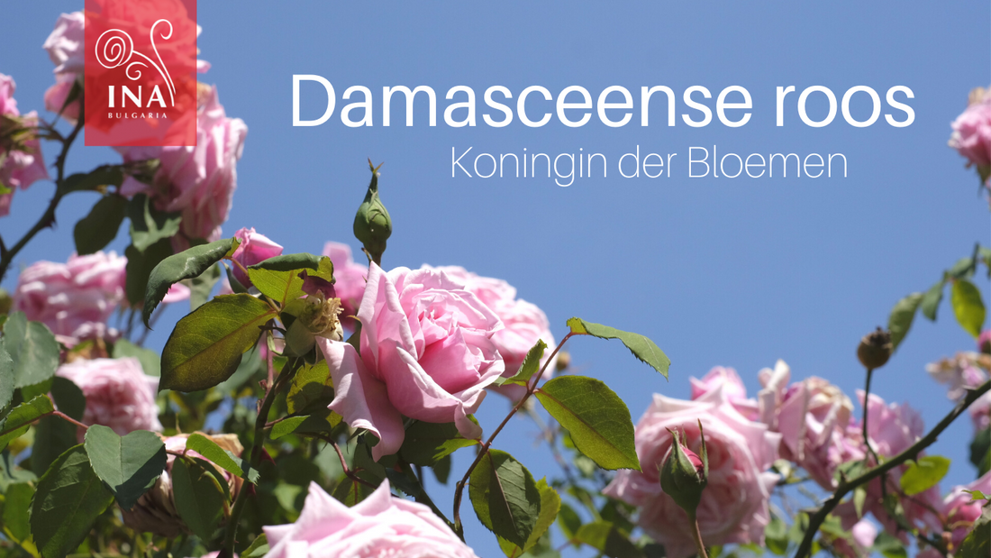 InaEsentials-Bio-Bolgarija-Vrtnice