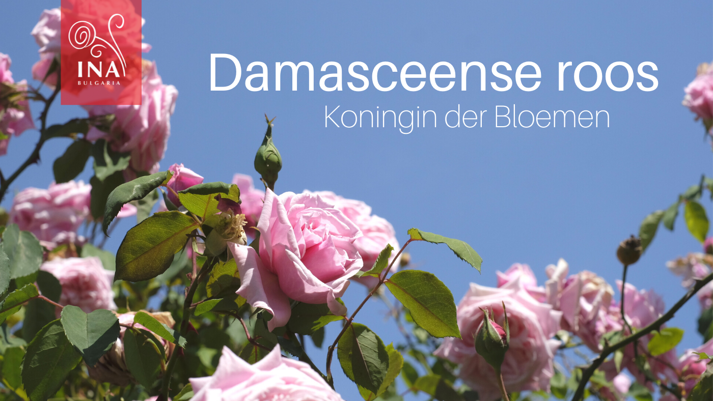 InaEsentials-Bio-Bolgarija-Vrtnice