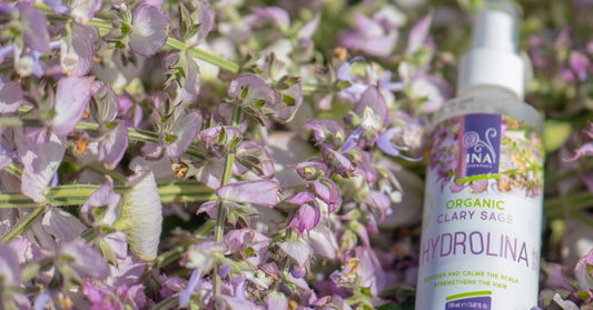 Scharlei Salvia sclarea en Biologisch Saliewater Hydrolina